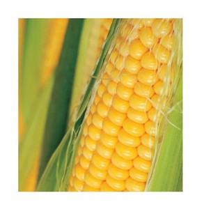 Deliciosos granos de maíz congelados ideales para la mezcla de verduras congeladas y la producción de comidas preparadas - Product Image 1