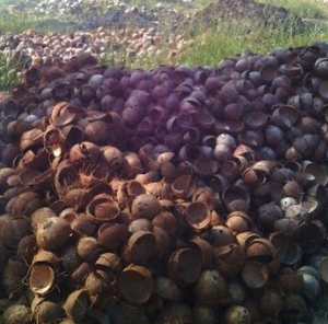 Cáscaras de coco de origen vietnamita disponibles a granel para fines industriales y creativos - Product Image 6