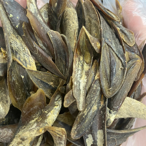 CARCASAS PREMIUM MUREX OPERCULUM/PARA ARTESANÍA Y EXHIBICIÓN/HECHAS EN VIETNAM - Product Image 3