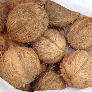 Entrega rápida, compre coco fresco madurado, venta al por mayor, sabor dulce natural de calidad superior, ideal para cocinar aperitivos, bebidas - Product Image 2