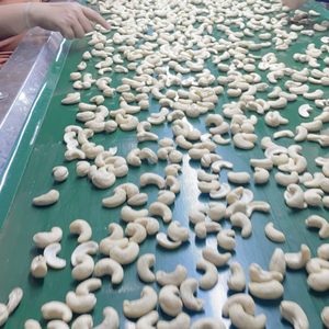 Ventas calientes Anacardos de alta calidad W180 W320 W450 Anacardos blancos Viet Nam Santigo Ltd OEM, ODM - Product Image 1