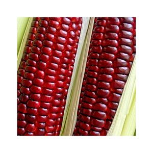 มีข้าวโพดแดงออร์แกนิกสำหรับการสั่งซื้อจำนวนมากในบรรจุภัณฑ์แบบกำหนดเอง - Product Image 1