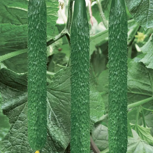 Pepinos frescos a granel a la venta, pepinos envasados de alta calidad de rendimiento, ideales para cadenas alimentarias de exportación, venta minorista y uso en supermercados - Product Image 5