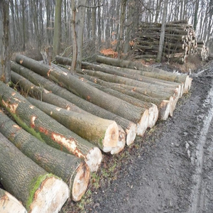 Troncos de madera de fresno blanco alemán directamente de fábrica, de 2.5m, 3m y 4m de longitud, para la producción de muebles y suministro de carpintería arquitectónica. - Product Image 1