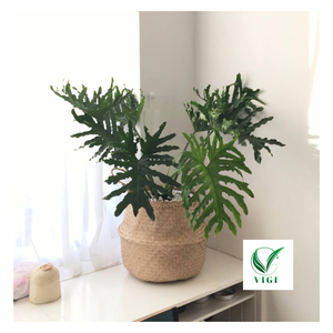 Rustic Vietnamese Seagrass Belly <b>Basket</b> For Indoor Plants <b>Kids</b> Toys Storage Decorative Bin Handmade With Wholesale Deal - Product Image 2