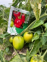 Tomatenhybride ROCK F1 Zaden - 99,9% Zuiverheid 90% Kiembare Zaden Rode Ovale Vruchten Oorsprong Pakistan Merk Moon Star