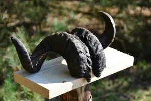 Corne de béliers de haute qualité longue paire écologique naturellement poli Style Animal nautique tactile affichage à la maison Souvenir meilleur prix - Product Image 3