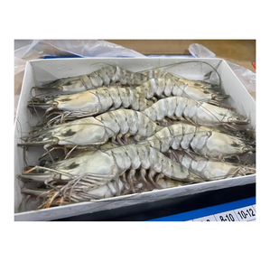 Camarones Tigre HOSO Congelados - Suministro al por Mayor de Camarones Tigre HOSO - Product Image 1