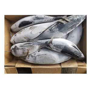 Premium Seafood Fish Whole Frozen Skipjack Tuna Fish