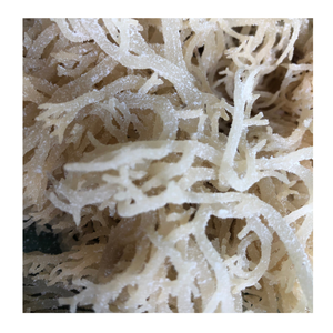 100% natural de las playas de Vietnam de alta calidad para exportar seamoss secos al sol silvestres-Precio barato desde 99 DATOS DE ORO - Product Image 5