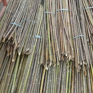 Venta al por mayor de productos agrícolas vietnamitas de bambú seco crudo respetuoso con el medio ambiente para arquitectura de paisaje natural al aire libre - Product Image 1