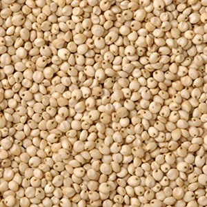 Semillas de alimentación para pájaros de origen ucraniano Premium al por mayor, superventas, modelo de certificado de sorgo de color blanco máximo para cultivo - Product Image 2