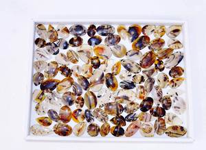 Cabujón de ágata de Montana natural, lote de piedras preciosas sueltas, cabujón, lote al por mayor, joyería de piedras preciosas sueltas, producto a granel - Product Image 6