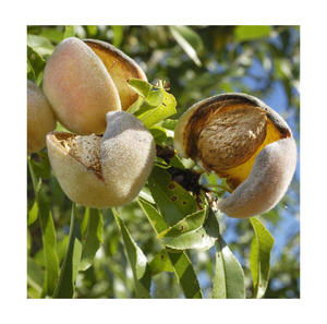 Huile d'amande en vrac biologique et conventionnelle - Meilleurs prix pour les vendeurs FBA, les importateurs et les marques de produits de marque privée - Product Image 5