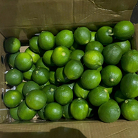 Verse Vietnam Pitloze Citroenen Natuurlijk Gerijpt Premium Kwaliteit Verpakt Voor Wereldwijde Detailhandel Groothandel En Supermarktverkoop