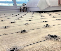 Tapis CRISTA doux soyeux lisse Shaggy tapis fait à la machine points d'étoile de mer brodé imprimé coton antidérapant tache tapis ensembles