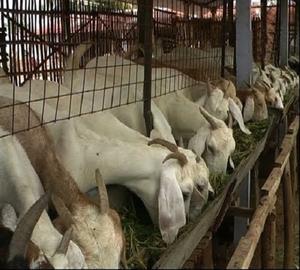 Casa para Cabras Ligera y Económica Modelo Makamane 002 con Servicios de Soldadura, Corte y Doblado, Diseño de Primera Calidad en Venta - Product Image 2