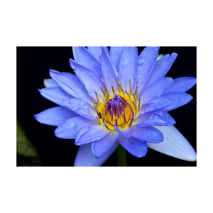 100% Natural Organic Lotus Flower <b>Tea</b> Dreid Blue Lotus Petals for - Product Image 2