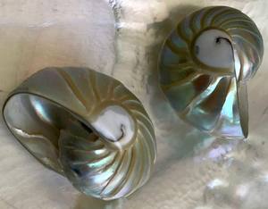 Ocean Grace Nautilus grooved SHELL พร้อม apremium สมบัติธรรมชาติที่ให้ความหรูหราและคลาสสิกเหนือกาลเวลา - Product Image 3