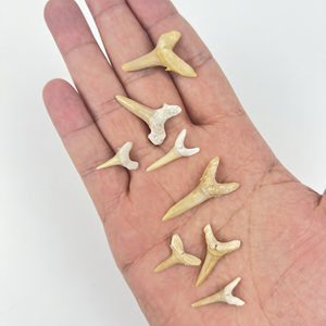 Fossiles de dents de requin naturelles marocaines de qualité supérieure en gros |   Spécimens de paléontologie en vrac pour kits de fouilles et magasins STEM | - Product Image 2