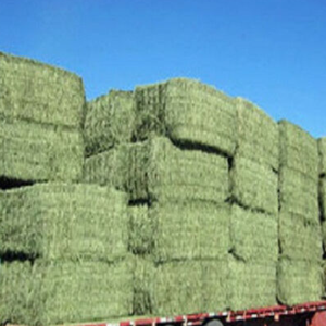 Heno de Alfalfa de Alta Calidad para Caballos y Ganado, 46% de Proteína, Grado Alimenticio, Disponible en Pacas para Venta al por Mayor de Alimento para Animales - Product Image 3