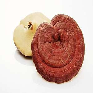 เห็ดหลินจืออิออร์แกนิคสีแดงจากเวียดนาม - Product Image 2