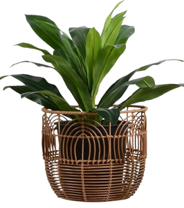 Customized Natural Rattan Flowerpot <b>Planter</b> <b>Wooden</b> Legs Contemporary Design Home Patio Balcony Cafe <b>Garden</b> Shopping Mall Use - Product Image 6