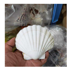 Collection de coquillages décoratifs naturels Idéal pour l'artisanat d'art côtier et la décoration sur le thème nautique - Product Image 4