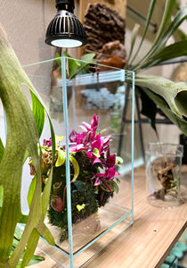 11000K y 16000K Acuario de espectro completo Luz LED Costo razonable con tipo base E26 - Product Image 6