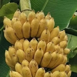 Bananes surgelées IQF de haute qualité, en tranches entières avec peau ou pelées, bananes cuites - Product Image 4