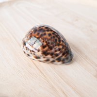 Coquillages de cauris de grande taille du Vietnam, coquillages de cauris blancs, coquillages de cauris jaunes et violets, prix compétitif, vente en gros