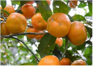 แอสเตอร์ น้ำผลไม้ผสมรสเลมอนซอร์แบบญี่ปุ่นจากโอกินาว่า บรรจุกระป๋อง 350 มล. แอลกอฮอล์ 5% ตรา ASEED - Product Image 5