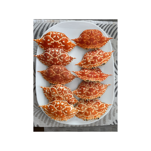 Conchas de cangrejo hechas a mano de alta calidad: estándar de exportación, perfectas para decoración de acuarios - Product Image 4