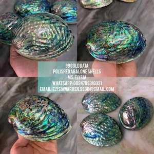 Coquille d'ormeau exquise pour projets de bricolage, coquille d'ormeau naturelle pour la décoration intérieure, artisanat artistique, des meilleurs fournisseurs du Vietnam, meilleure offre. - Product Image 2