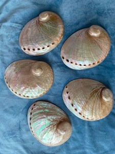 เปลือกหอยเป๋าฮื้อธรรมชาติคุณภาพสูงสำหรับการทำเครื่องประดับและงานฝีมือตกแต่ง - Product Image 2