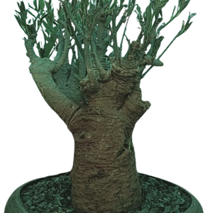 Baobab bonsaï VIP de 20 à 25 ans (huile de baobab, feuilles, poudre) - Product Image 5