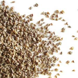 Semillas de apio crudas frescas naturales, anís aromático fuerte para mezclas de especias y patrón de gránulos de decapado, hierbas y especias de sabor picante - Product Image 3