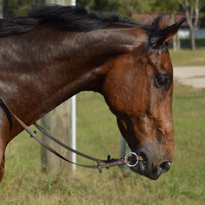 Collare di cavallo testa di cuoio pazzo equestre regolabile su misura marrone sella nuovo arrivo - Product Image 2