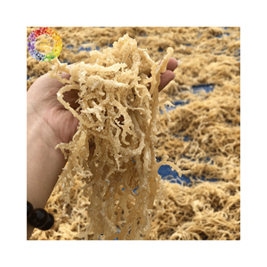 Mousse de mer dorée séchée de haute qualité, mousse irlandaise non salée pour gel de mousse de mer, Chondrus Crispus, sac en vrac de 25kg - Product Image 2