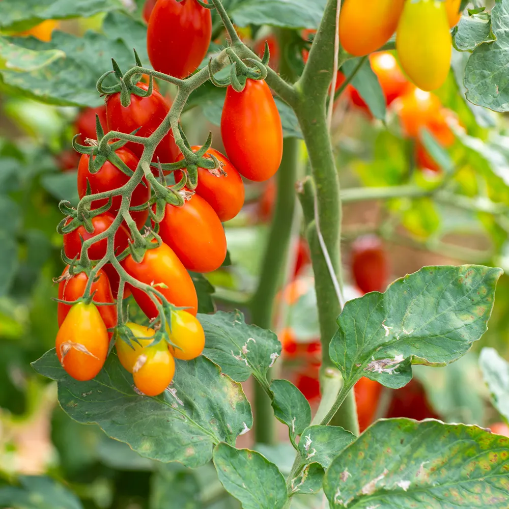 أعلى جودة إيطالية 100% عضوية جاهزة للاستخدام مع صوص الطماطم من داتيرينو 330 جم