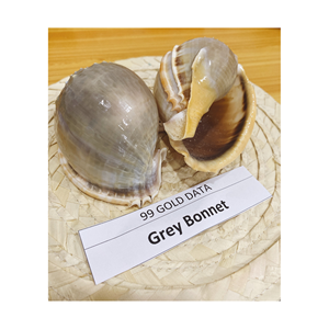 Triton Conch Shell Seashell Venta caliente Mixed Seashell Trompeta Triton Shell para exportar Decoración Seashell - Product Image 3