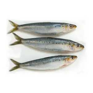 Bevroren Zeevruchten Sardine Vis Voor Afrikaanse Markt Bulk Sardines Bevroren Sardine Groothandel