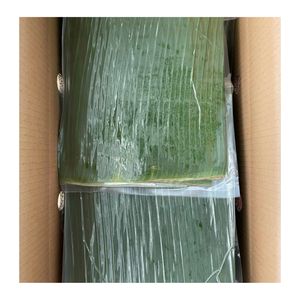 Hojas de hoja de plátano congeladas de primera calidad Hoja de plátano congelada verde fresca para soluciones de envoltura de alimentos ecológicas - Product Image 1