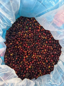 HANCOFFEE Récolte 2025 Vietnam Café vert Arabica lavé / mielé / poli à l'eau en grains et Sacs de 60 kg de Grades 1, 2, 3 Échantillon gratuit - Product Image 3