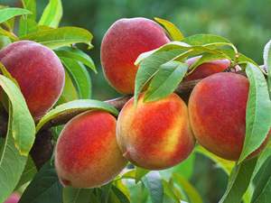 100% NATUREL Fruits de pêche frais Fruits tropicaux pour faire des smoothies, des jus ÉCHANTILLON GRATUIT Fabriqué au Vietnam - Product Image 3