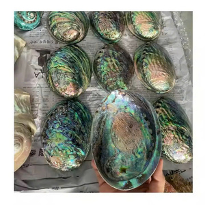 หอยเป๋าฮื้อดิบจากเวียดนามพร้อมด้านขัดเงาสวยงามสำหรับตกแต่งงานฝีมือและเปลือกหอย - Product Image 6