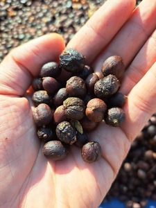 HANCOFFEE Granos de Café Verde de Vietnam Robusta, Granos de Café Sin Tostar Más Baratos, Empaquetados a Granel 60 kg - Product Image 5