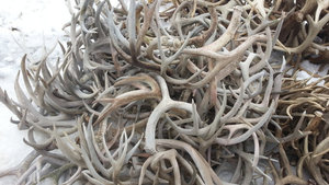 100% Bois de cerf rouge de haute qualité, à vendre - Product Image 4