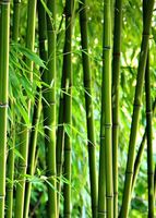 GreenZenBamboo Arbres en bambou naturel de 40 à 600 cm pour une ambiance apaisante et écologique avec une durée de vie de 3 à 5 ans