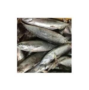 Prix ​​bas, thon bonite congelé, poisson skipjack, au prix le plus bas - Product Image 2
